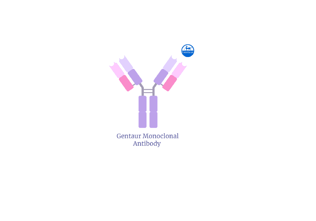 [FM-UM800143] Gentaur TLE1 mouse monoclonal antibody 