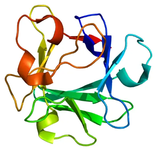 [Y00351H] bFGF/FGF-2